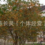 福建花卉永?；ɑ芫G化苗桂花種植基地 批發直銷新選擇