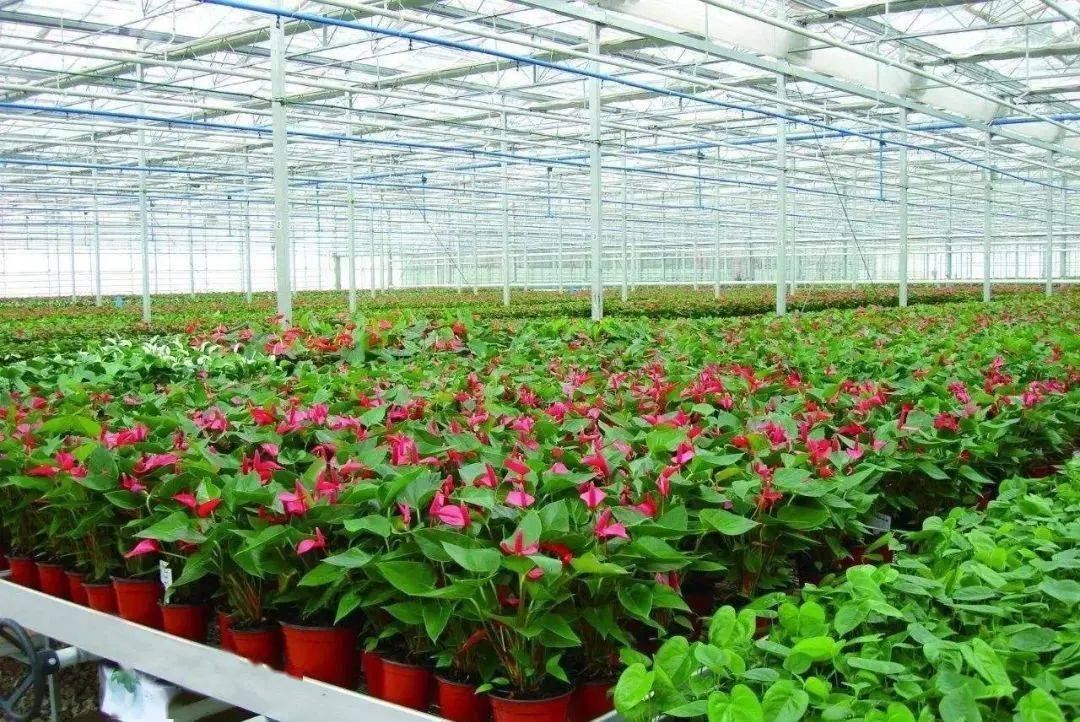 找不同！國內外花卉專業種植溫室大棚的區別有哪些？